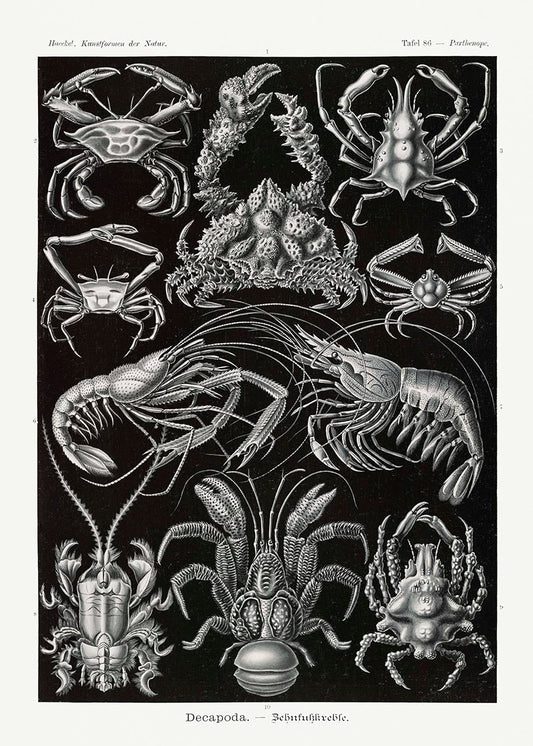 Decapoda by Ernst Haeckel