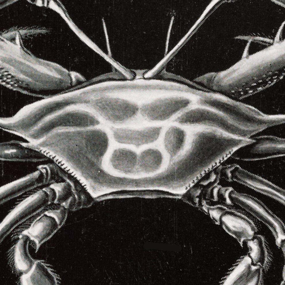Decapoda by Ernst Haeckel