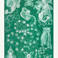 Siphonophorae I by Ernst Haeckel