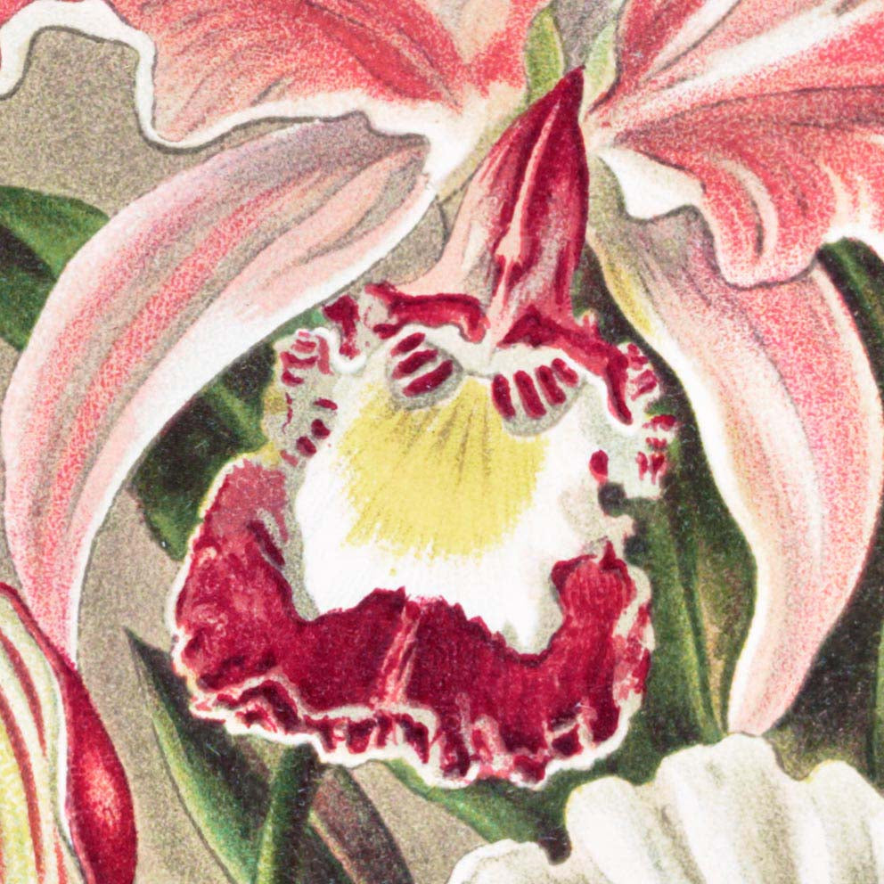 Orchids (Orchideae–Denusblumen) By Ernst Haeckel