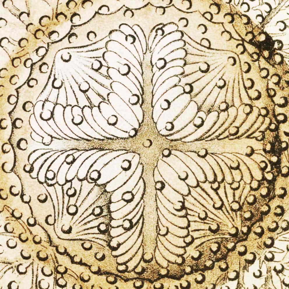 Discomedusae II by Ernst Haeckel