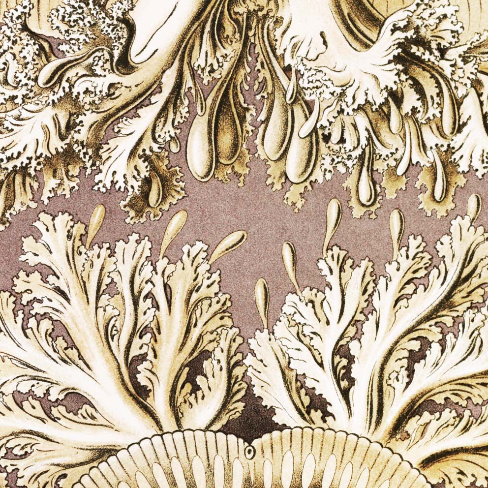 Discomedusae II by Ernst Haeckel