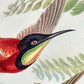 Birds of Paradise I (Trochilidae–Kolibris) by Ernst Haeckel