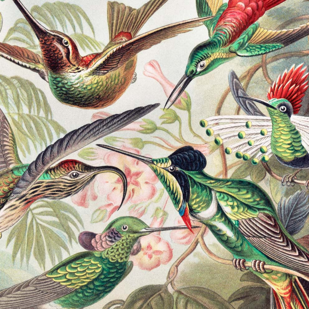 Birds of Paradise I (Trochilidae–Kolibris) by Ernst Haeckel