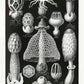 Basimycetes by Ernst Haeckel