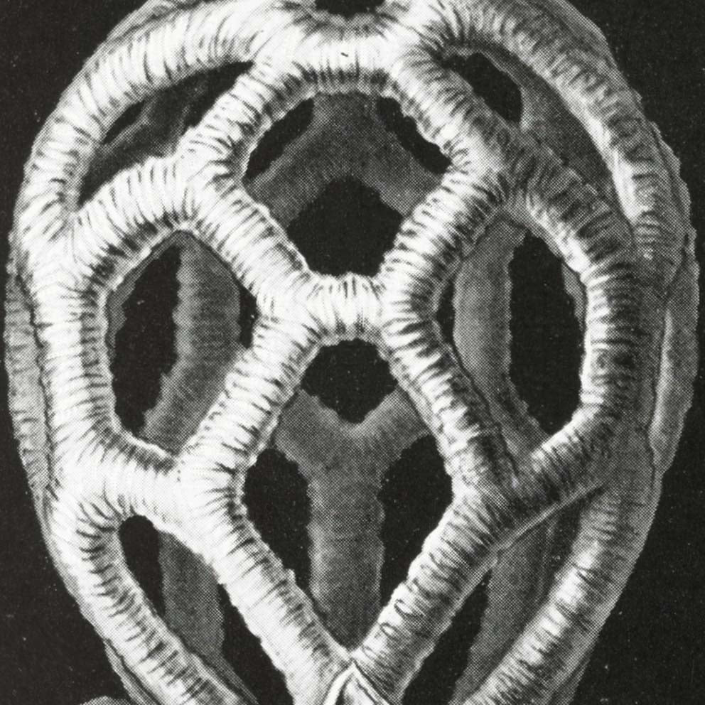 Basimycetes by Ernst Haeckel