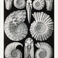 Ammonitida by Ernst Haeckel