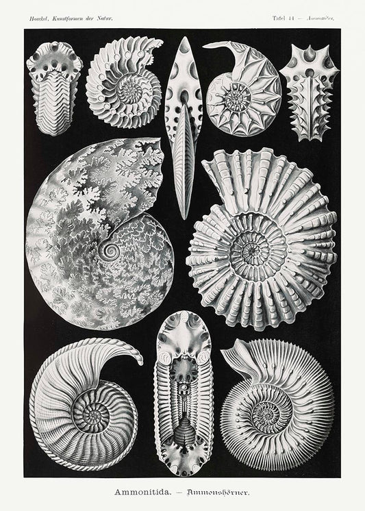 Ammonitida by Ernst Haeckel