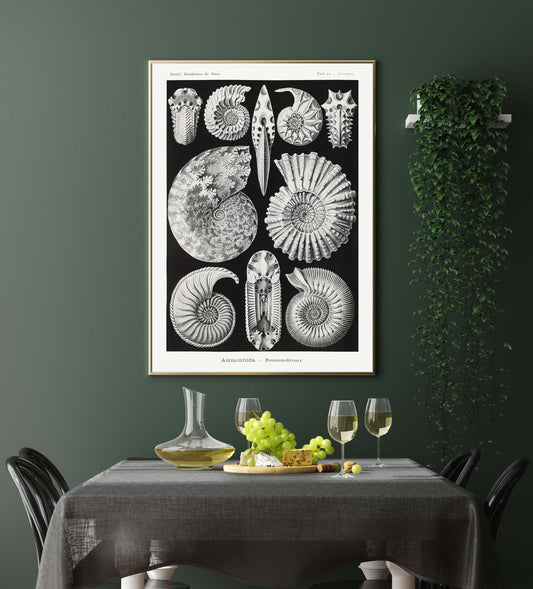 Ernst Haeckel Wall Art - Ammonitida by Ernst Haeckel Poster