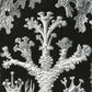 Lichenes by Ernst Haeckel