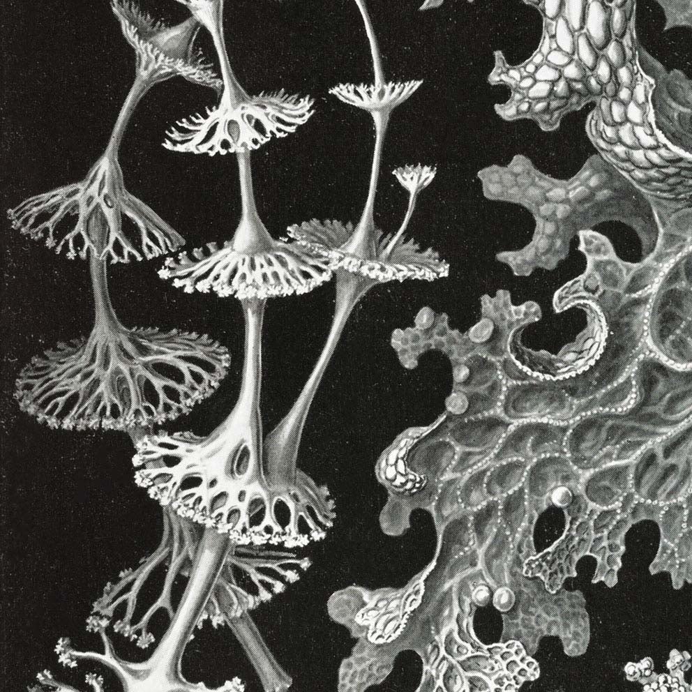 Lichenes by Ernst Haeckel