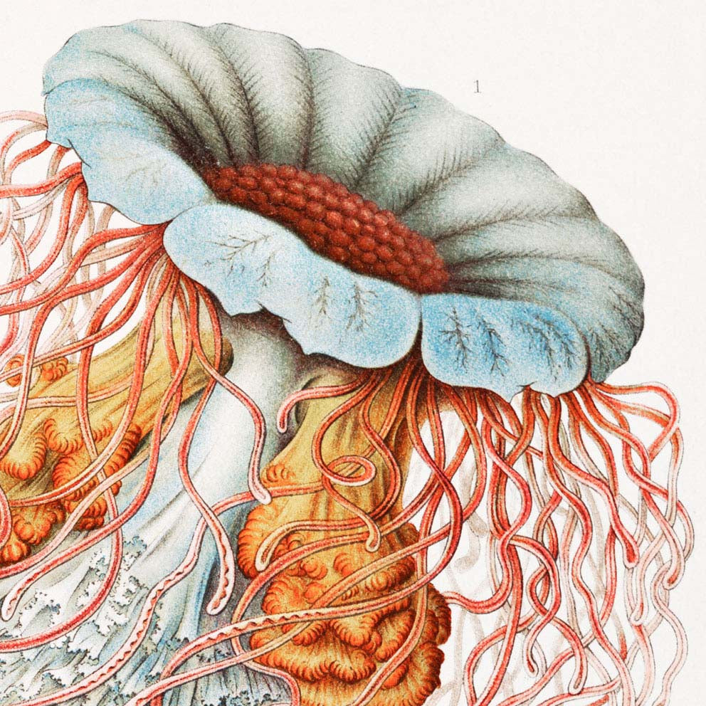 Discomedusae III by Ernst Haeckel