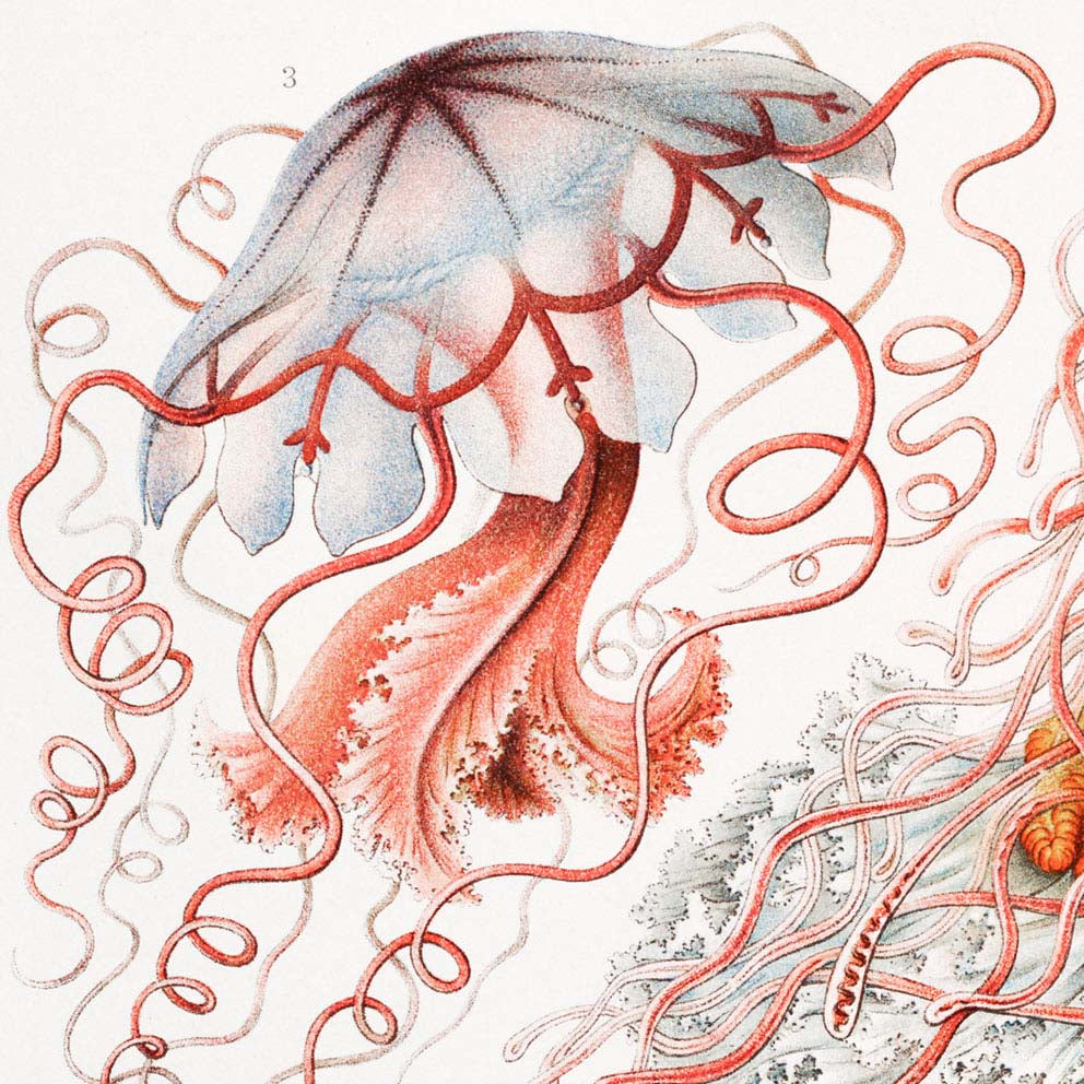 Discomedusae III by Ernst Haeckel