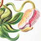 Tropical Plants (Nepenthaceae–Kannenpflanzen) by Ernst Haeckel