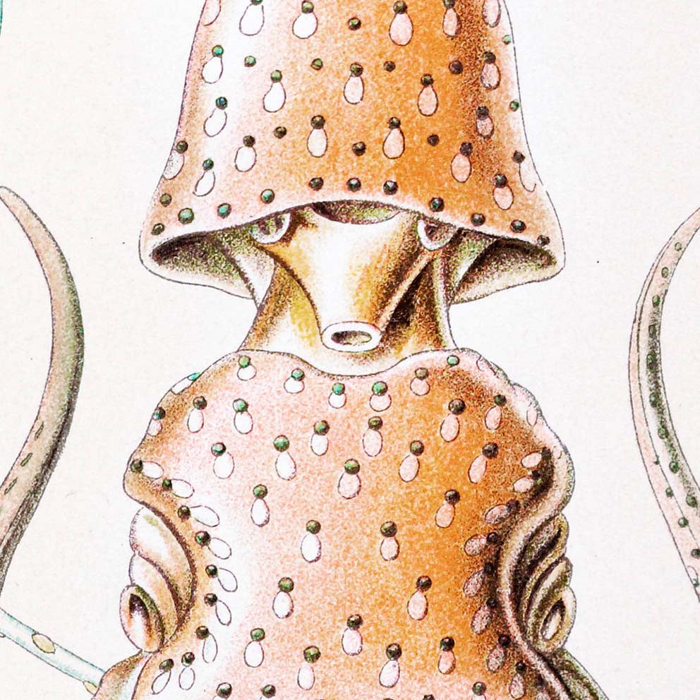 Gamochonia II by Ernst Haeckel