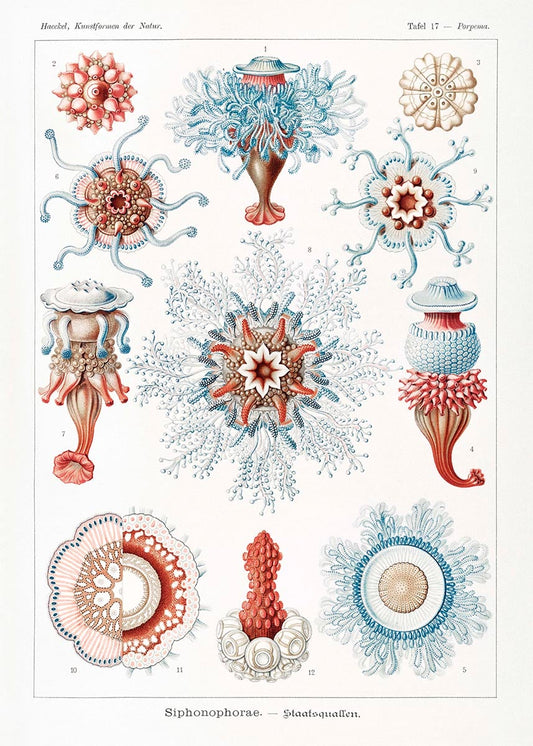 Siphonophorae V by Ernst Haeckel