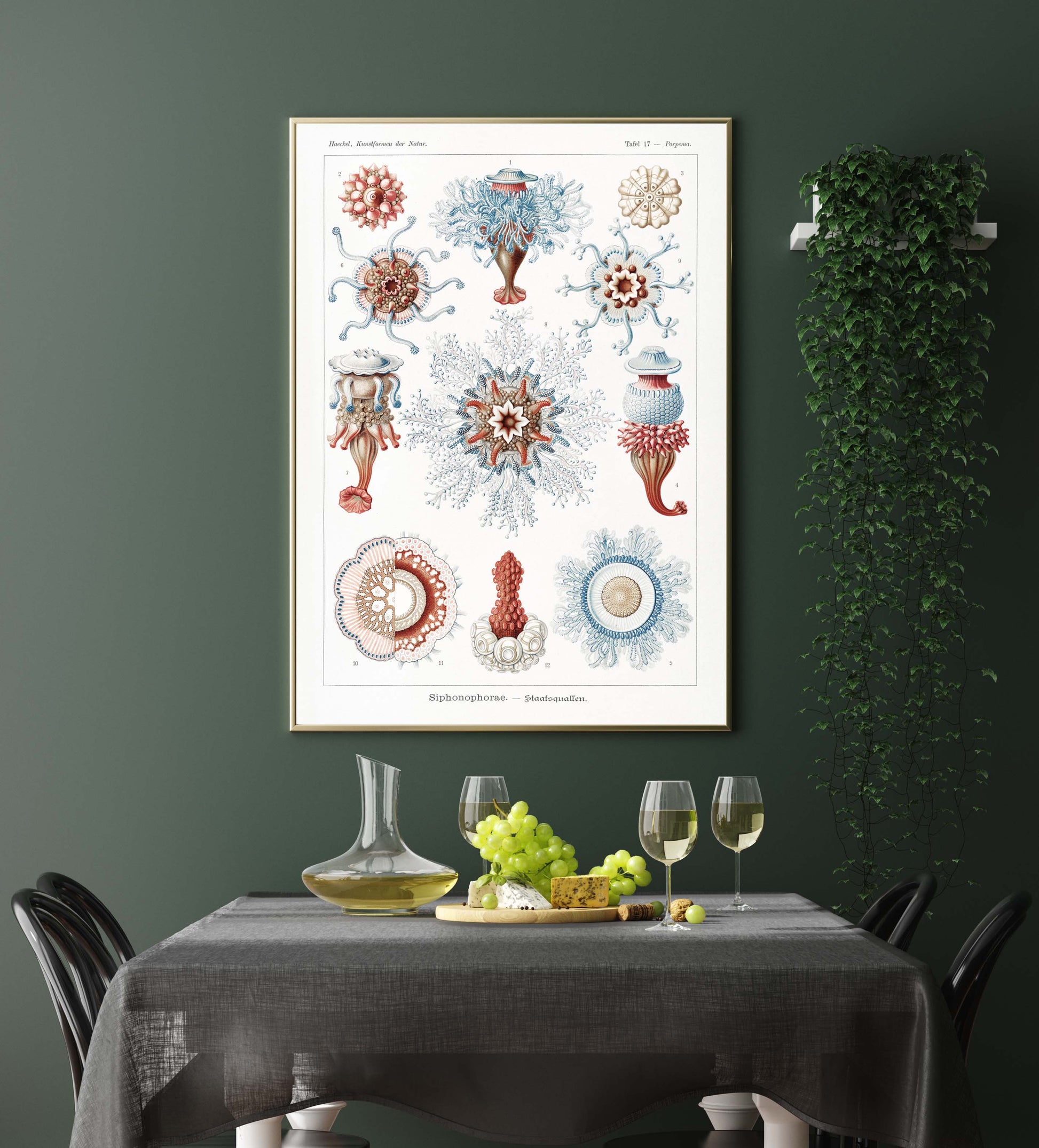 Ernst Haeckel Wall Art - Siphonophorae V by Ernst Haeckel Poster