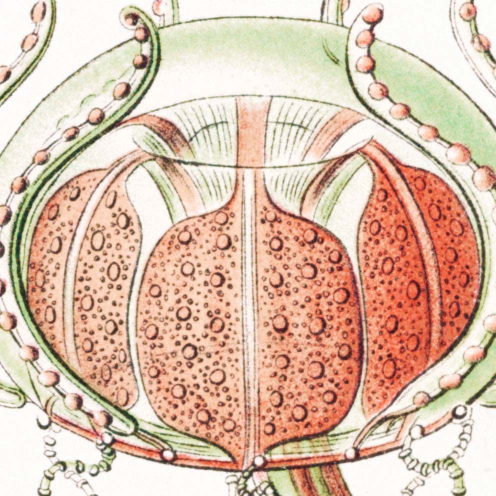 Trachomedusae by Ernst Haeckel Poster