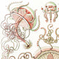 Trachomedusae by Ernst Haeckel Poster