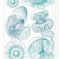Leptomedusae by Ernst Haeckel