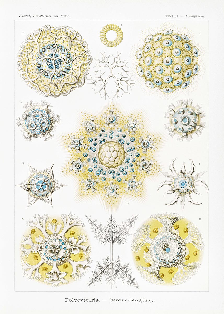 Polycyttaria by Ernst Haeckel