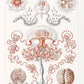 Anthomedusae by Ernst Haeckel Poster