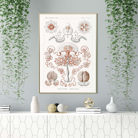 Ernst Haeckel Wall Art - Anthomedusae by Ernst Haeckel Poster
