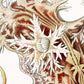 Nudibranchia by Ernst Haeckel