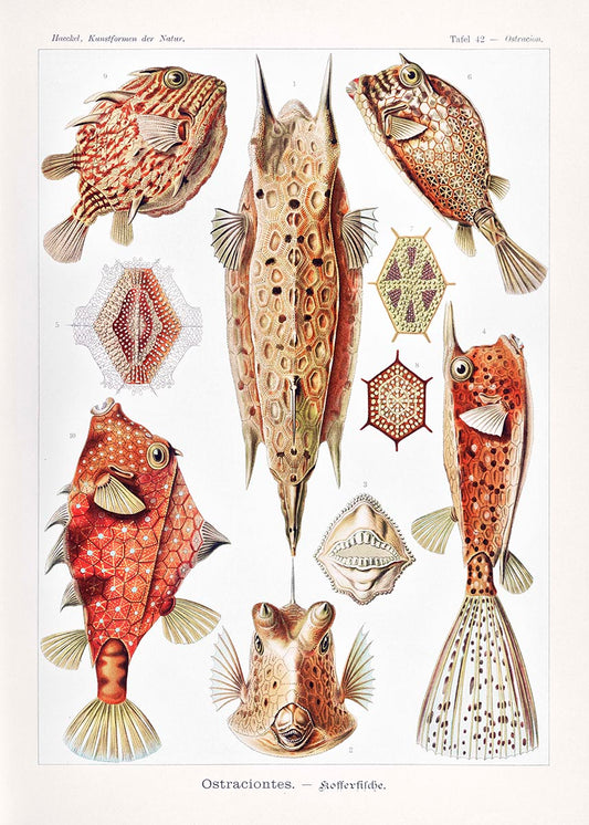 Ostraciontes by Ernst Haeckel Poster