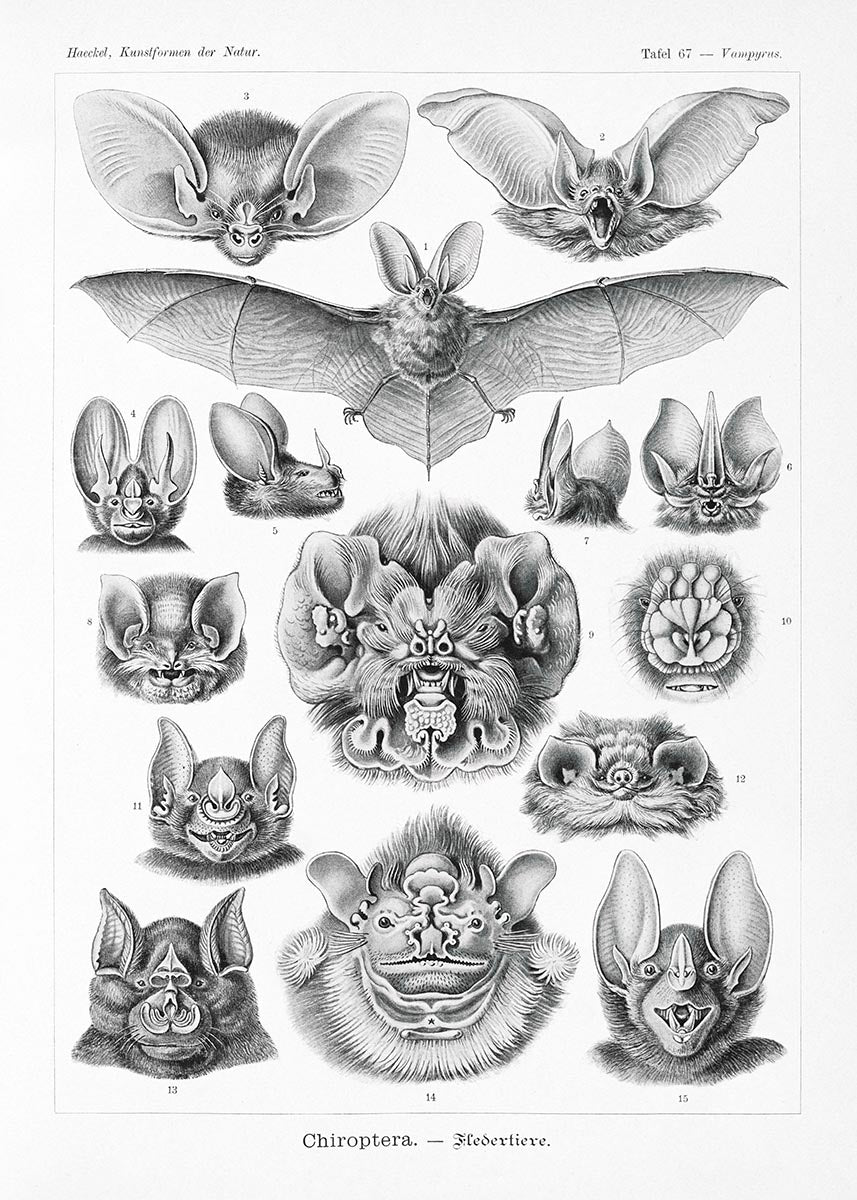 Bats (Chiroptera) by Ernst Haeckel