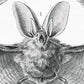Bats (Chiroptera) by Ernst Haeckel
