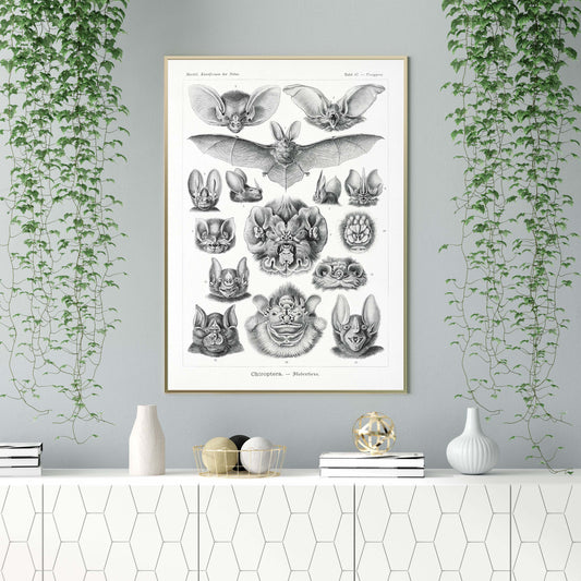 Ernst Haeckel Wall Art - Chiroptera by Ernst Haeckel Poster