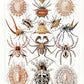 Arachnida by Ernst Haeckel