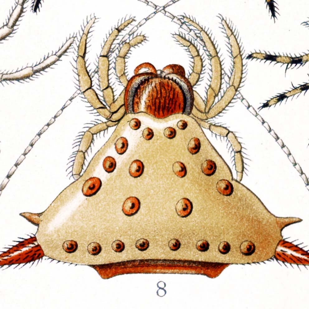 Arachnida by Ernst Haeckel