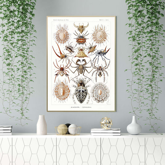 Ernst Haeckel Wall Art - Arachnida by Ernst Haeckel Poster