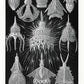Cyrtoidea by Ernst Haeckel