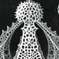 Cyrtoidea by Ernst Haeckel