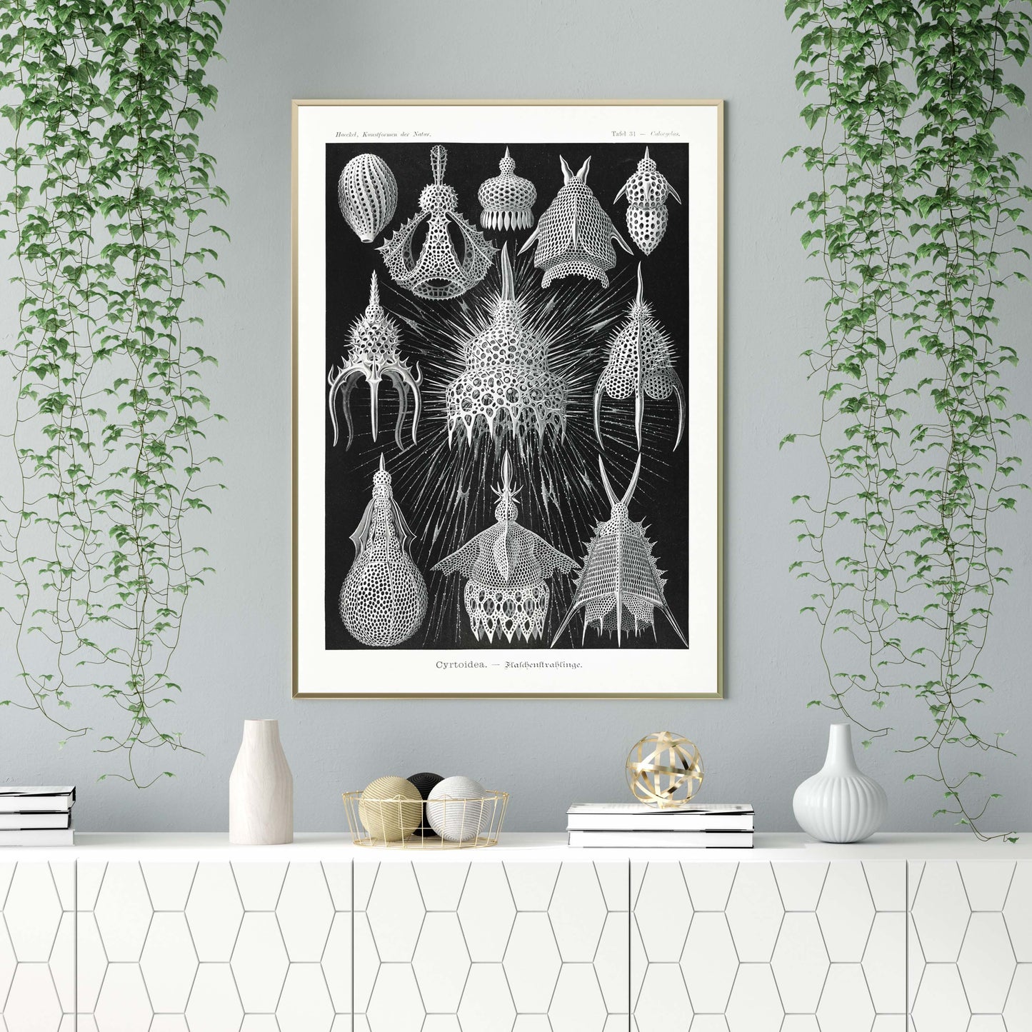 Ernst Haeckel Wall Art - Cyrtoidea by Ernst Haeckel Poster