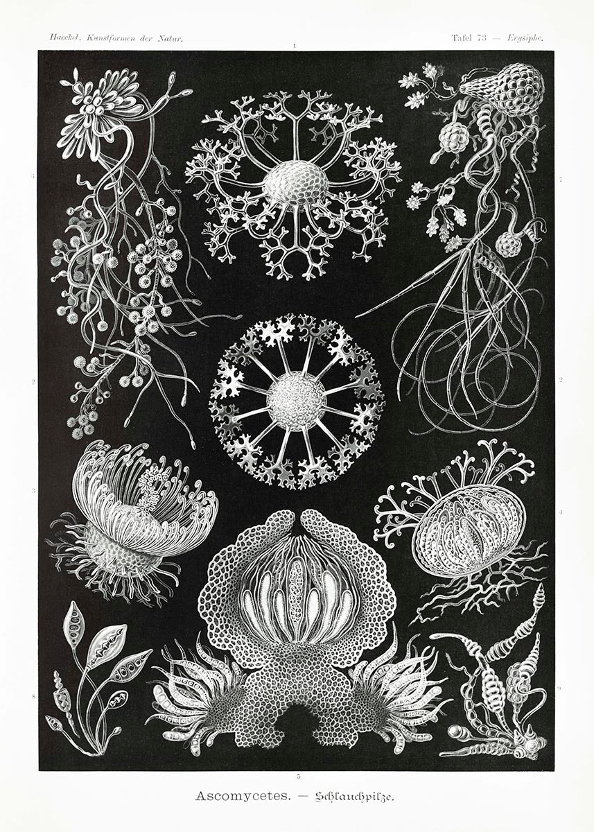 Ascomycetes by Ernst Haeckel
