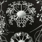 Ascomycetes by Ernst Haeckel