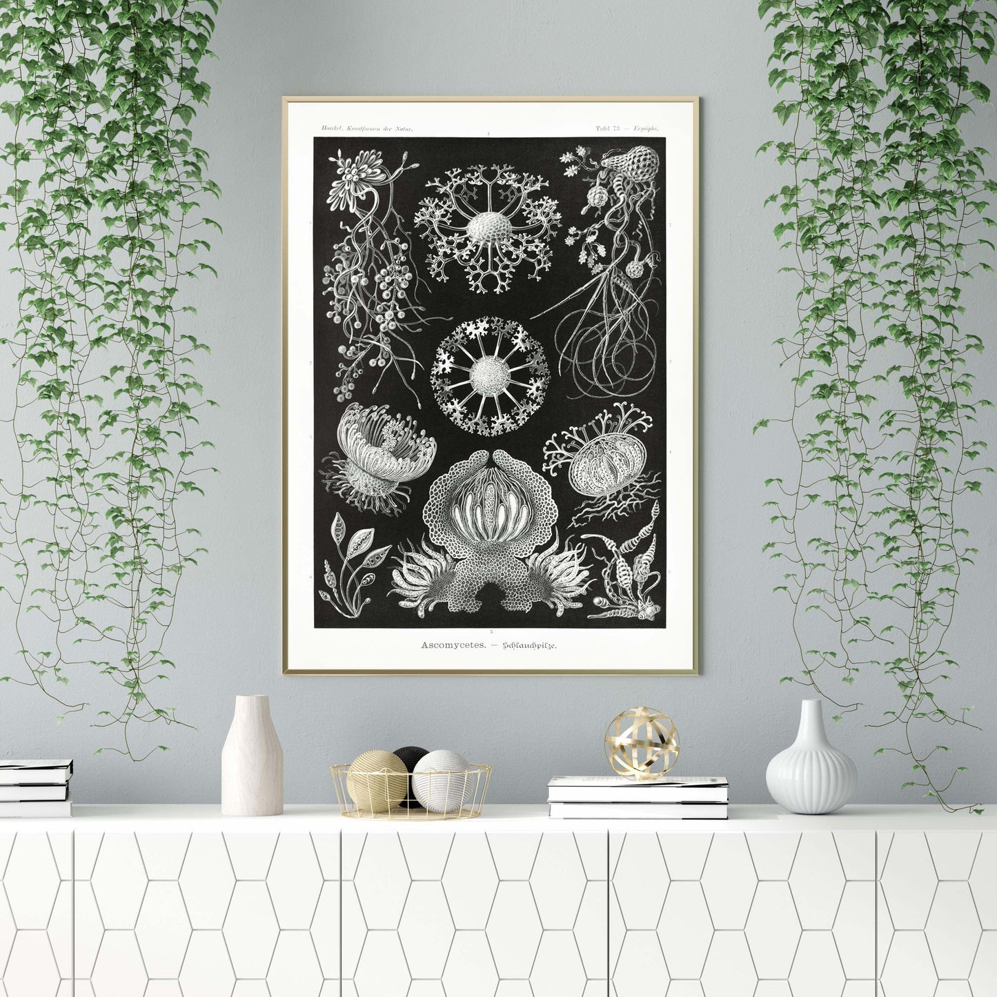 Ernst Haeckel Wall Art - Ascomycetes by Ernst Haeckel Poster