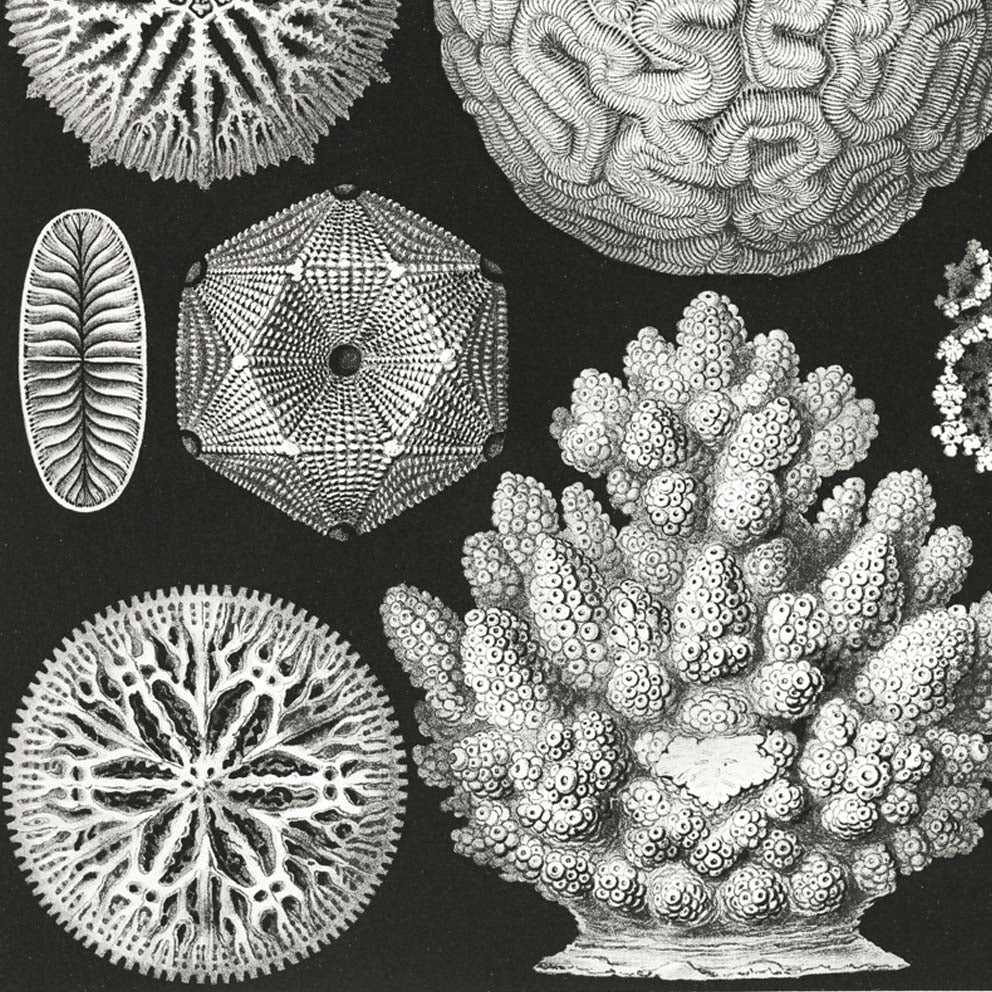 Hexacoralla II by Ernst Haeckel