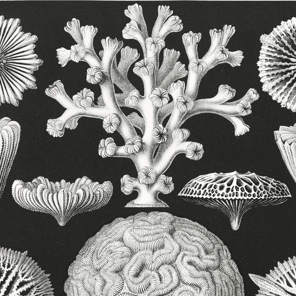 Hexacoralla II by Ernst Haeckel