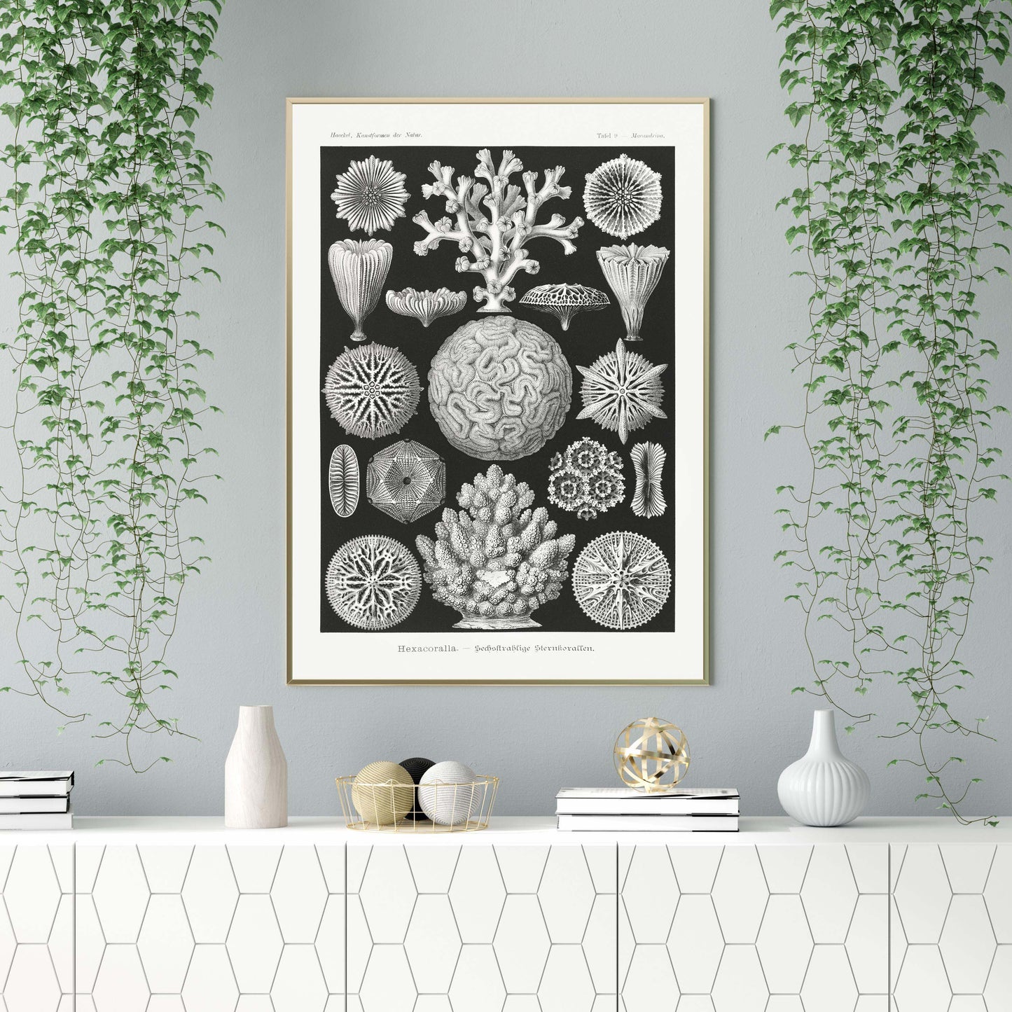 Ernst Haeckel Wall Art - Hexacoralla II by Ernst Haeckel Poster