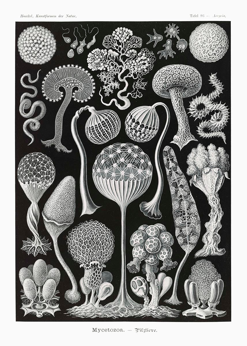 Ernst Haeckel Wall Art - Filicinae Palm Tree by Ernst Haeckel Poster with borders