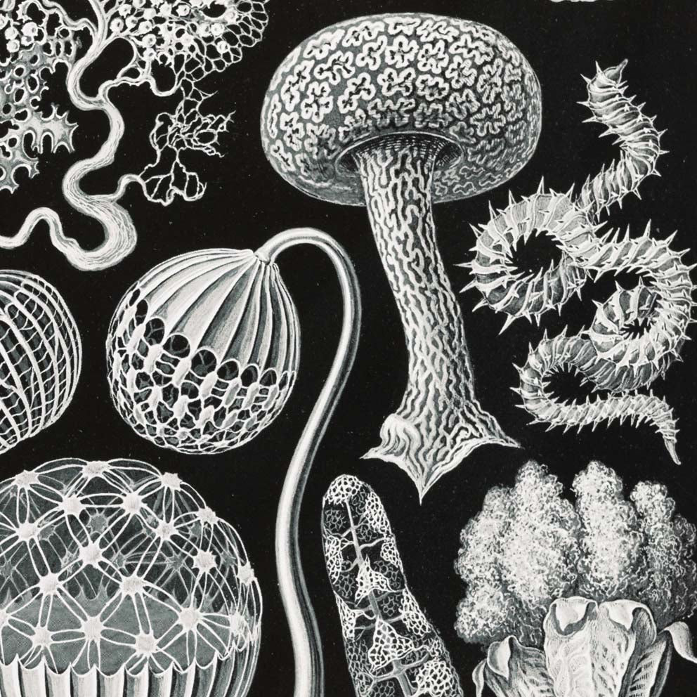 Mycetozoa–Pilztiere I by Ernst Haeckel.