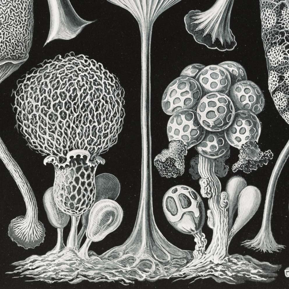 Mycetozoa–Pilztiere I by Ernst Haeckel.