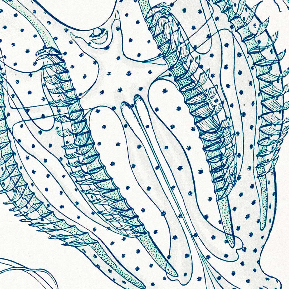 Ctenophorae by Ernst Haeckel
