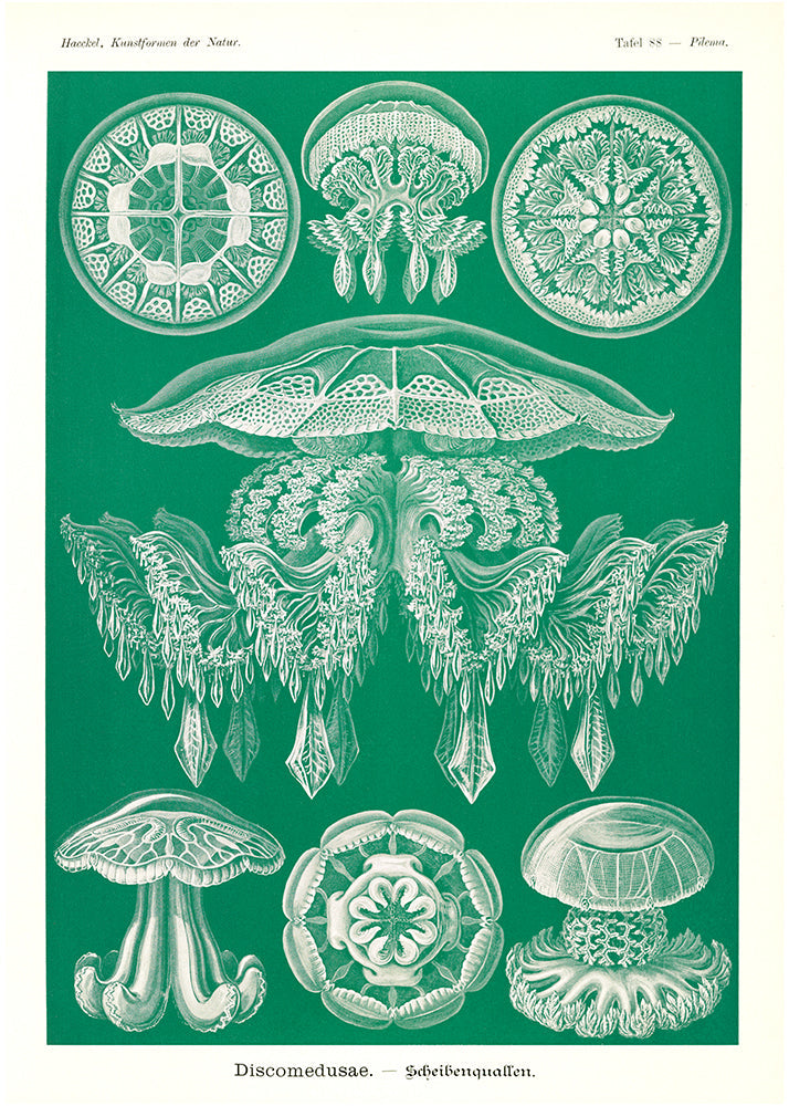 Discomedusae I - Green Jellyfish, by Ernst Haeckel