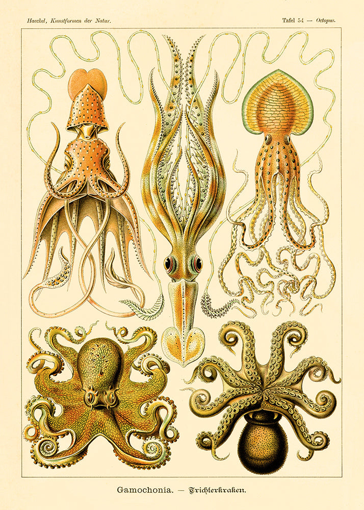 Gamochonia I  by Ernst Haeckel